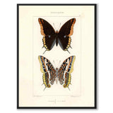 Papillons d'Europe