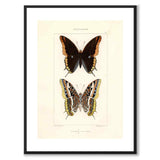 Papillons d'Europe