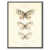 Papillons d'Europe