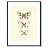 Papillons d'Europe
