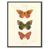 Papillons d'Europe