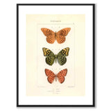 Papillons d'Europe