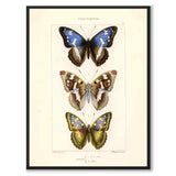 Papillons d'Europe