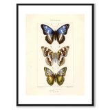 Papillons d'Europe