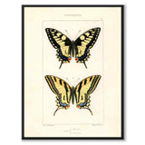 Papillons d'Europe