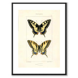 Papillons d'Europe