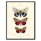 Papillons d'Europe