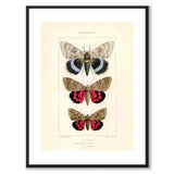 Papillons d'Europe