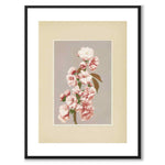 Cherry Blossom av Kazumasa Ogawa som japansk poster – med vit kant
