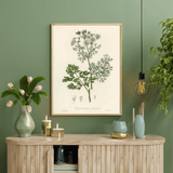 Coriandrum Sativum