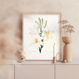 Madonna Lily