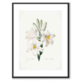 Madonna Lily