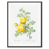 Yellow Roses