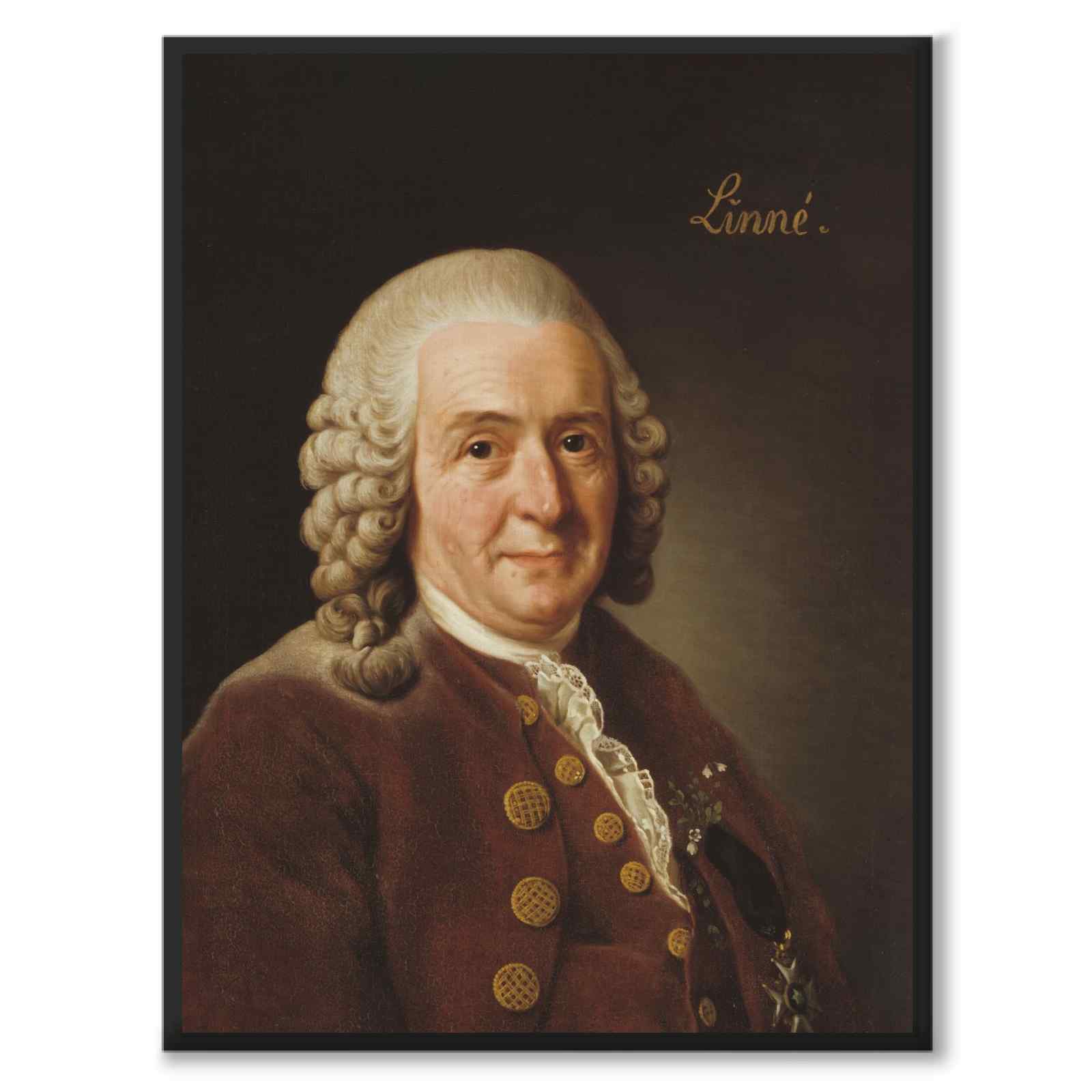 Carl von Linné - Plakat 