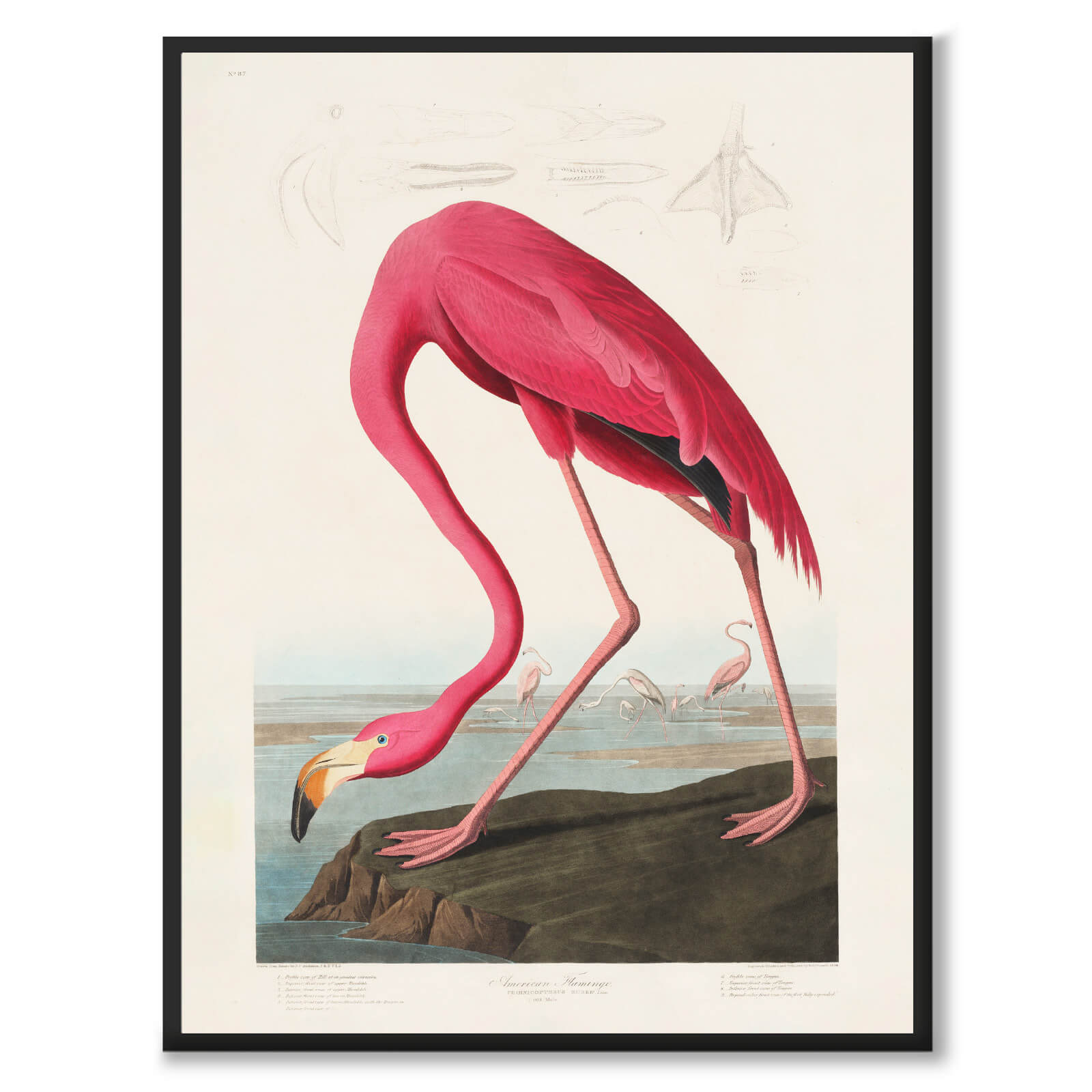 Flamingo - Historly AB