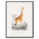 Giraffe - Historly AB